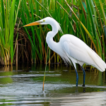 A serene and vibrant wetland, newly renatured, with lush green reeds and clear water. A majestic great egret stands gracefully in the shallow water, successfully hunting fish, symbolizing the return of biodiversity after habitat restoration. The background subtly shows elements of how the landscape was previously degraded (e.g., a faint, distant field line) to highlight the positive change.