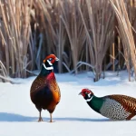 꿩과 까투리의 생태 - **Prompt 1: Winter Survival of a Pheasant Pair**
    "A photorealistic image depicting a male and fe...